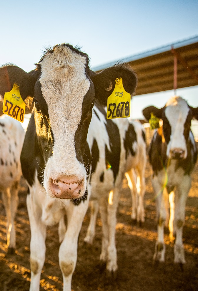 Allflex-Livestock_Holstein-2