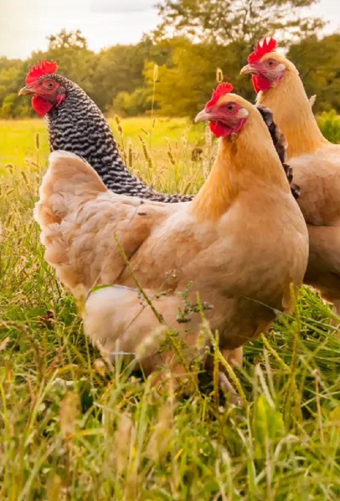 Poultry-msd-health-3.-1